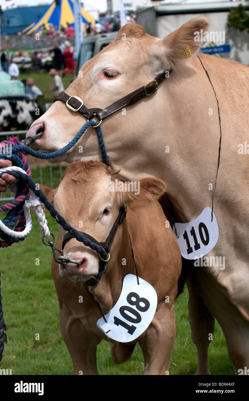 Britische Blonde Vieh, ausgestellt am Burwarton zeigen, Shropshire, England Stockfoto