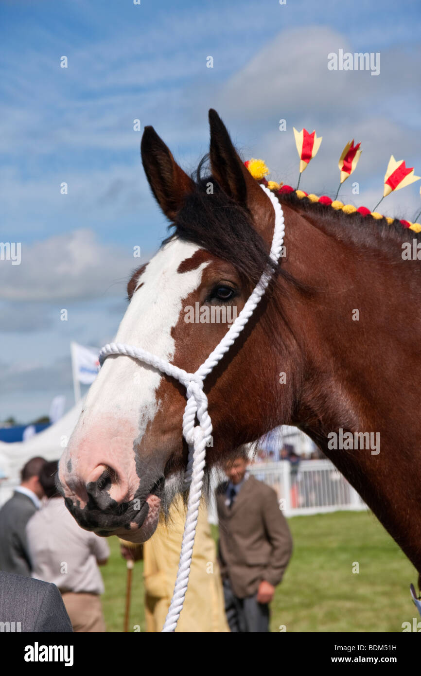 Shire Horse, bei einer Landwirtschaftsausstellung beurteilt