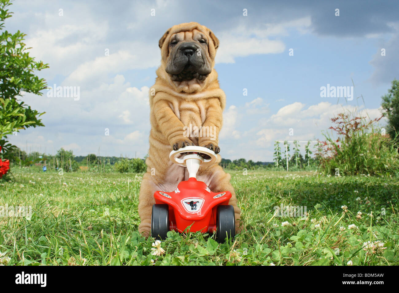 Shar-Pei Hund - Welpe bei Bobby-car Stockfoto