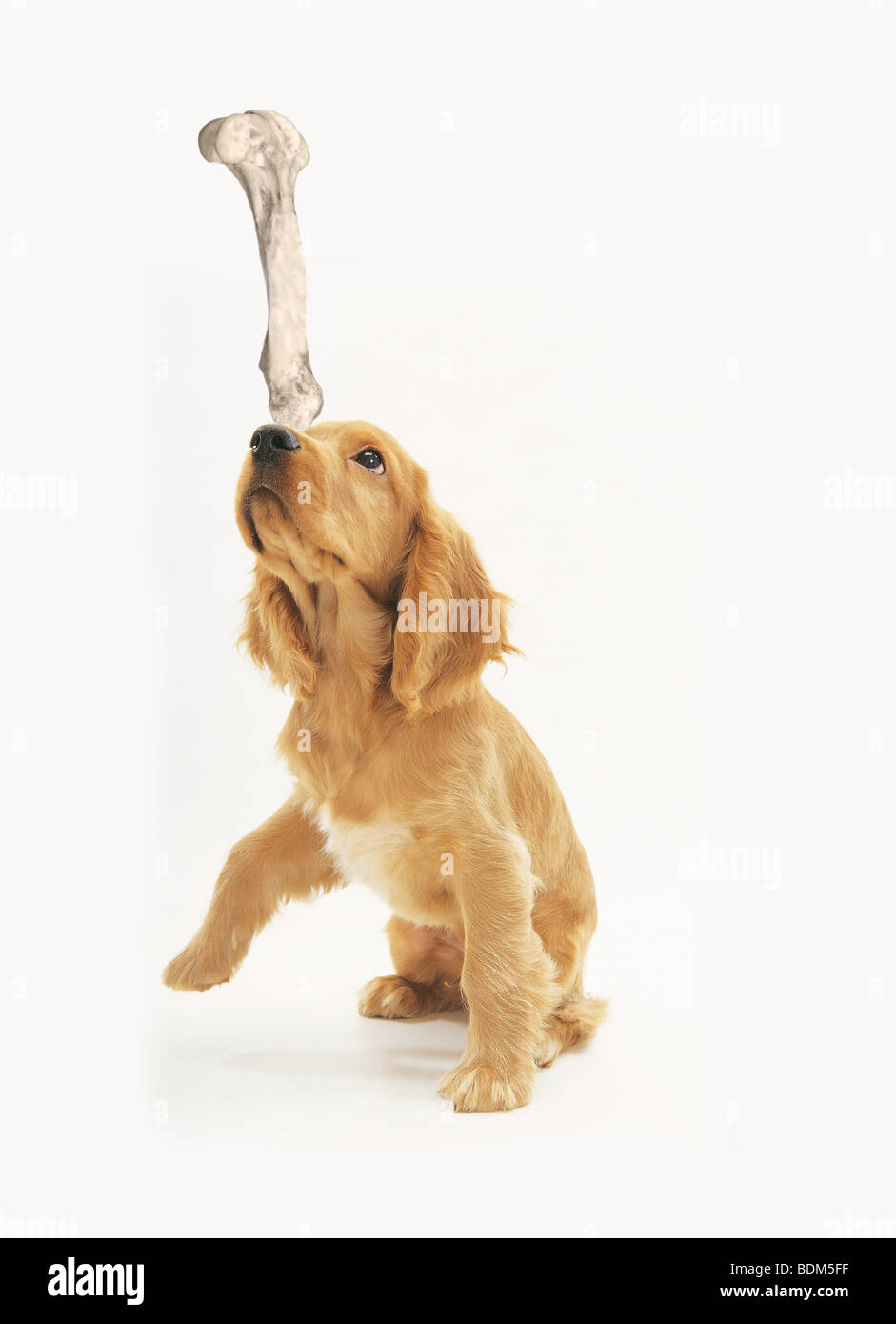 Cocker Spaniel Hund - Welpe Ausgleich Knochen Stockfoto