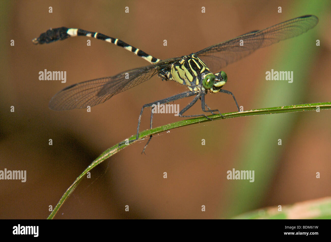 Chinesische Clubtail Libelle Stockfoto