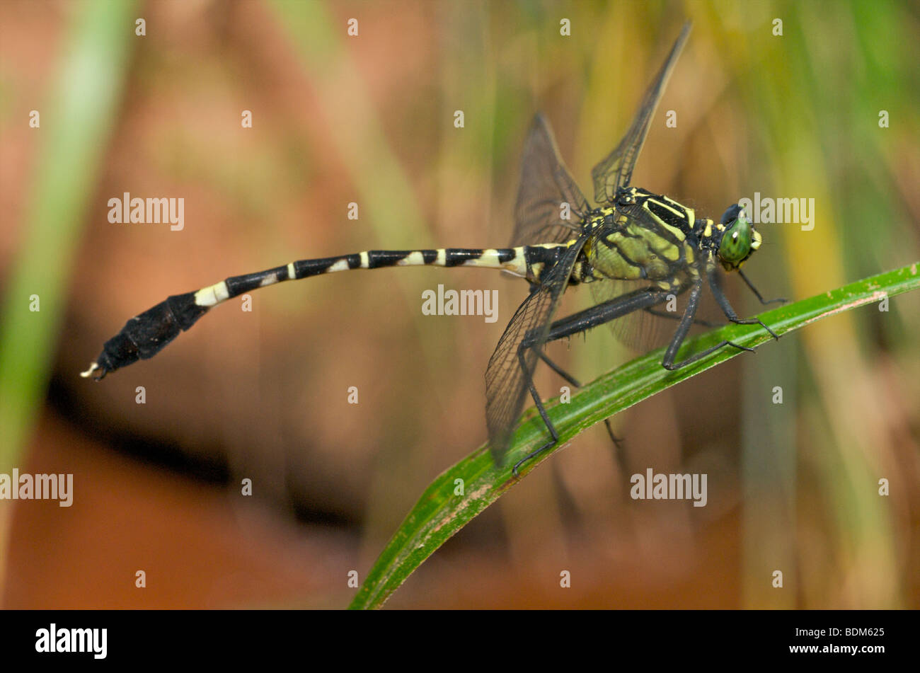 Chinesische Clubtail Libelle Stockfoto