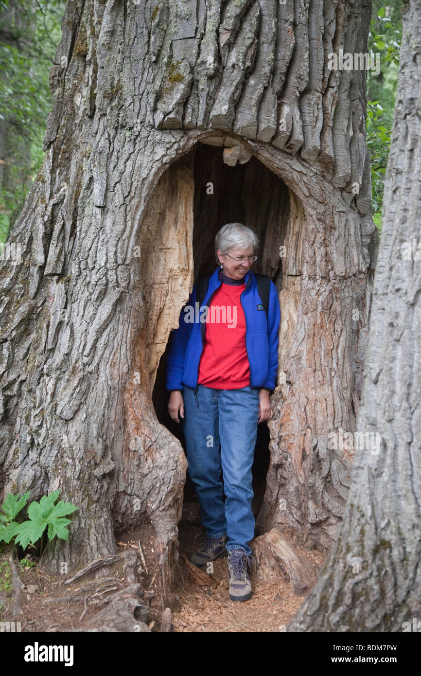 Eagle River, Alaska - eine Frau erforscht einen hohlen Baum im Chugach State Park. Stockfoto