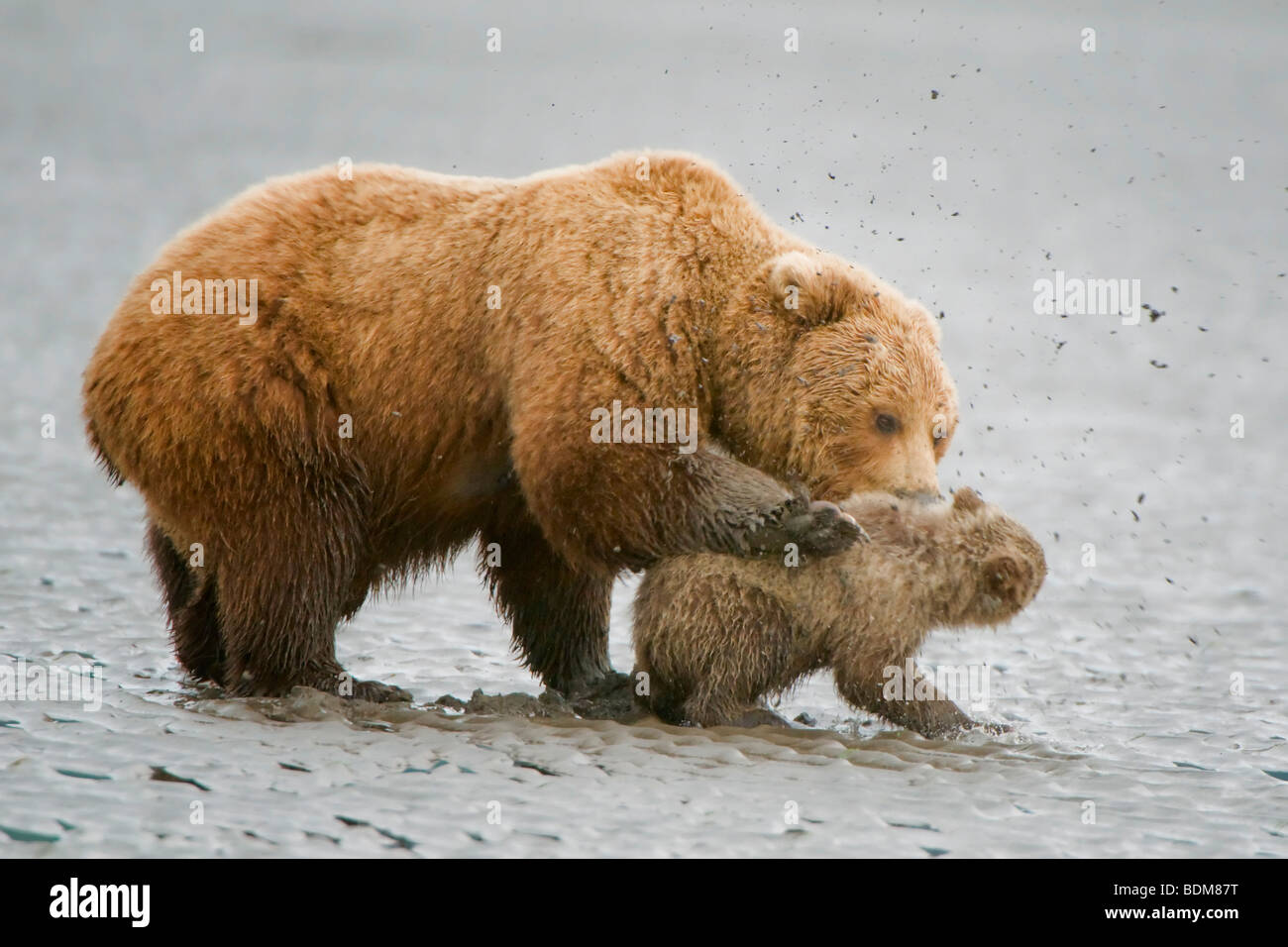 Alaskan Braunbären (aka Grizzlybären) in ihrer natürlichen Umgebung in Alaska. Mutter Bär Disziplinierung ihr junges von Klemmen und Stockfoto