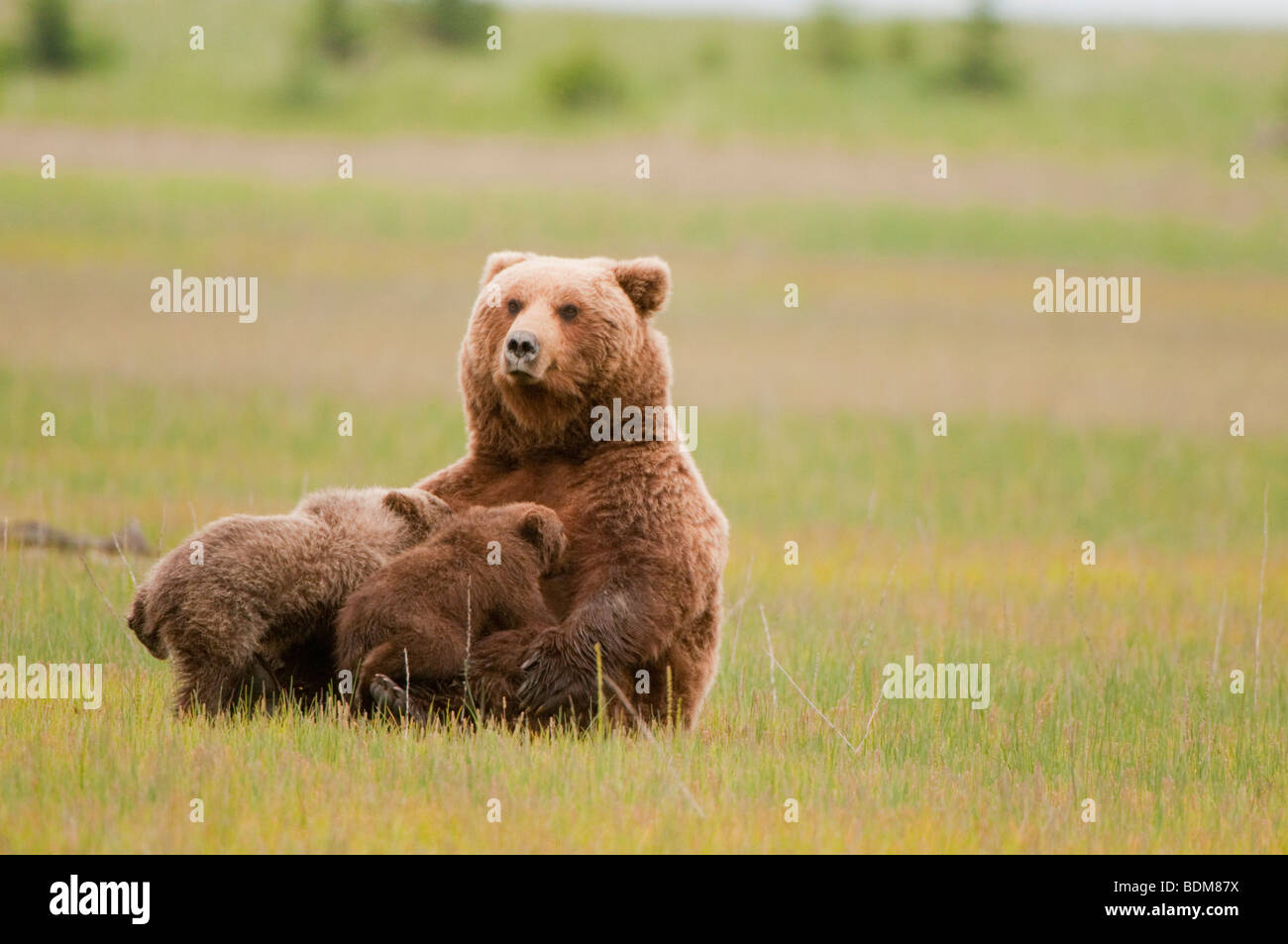 Cook Inlet, Alaska. Braunbären (aka Grizzlybären) genießen die Küstenebene und ernähren sich von Grass, Seggen, Wurzeln, Beeren & Muscheln Stockfoto