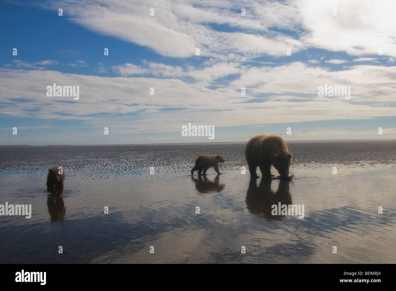 Cook Inlet, Alaska. Braunbären (aka Grizzlybären) genießen die Küstenebene und ernähren sich von Grass, Seggen, Wurzeln, Beeren, Muscheln Stockfoto