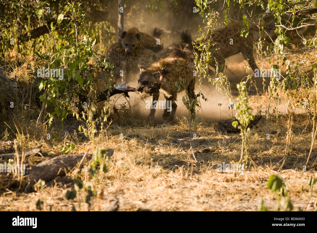 Stoppen Sie die Tüpfelhyäne Crocuta crocuta lief weg von Pack mit gestohlenen Beinknochen Sonnenlicht highlights Staub von Chase Okavango Delta Botswana Stockfoto