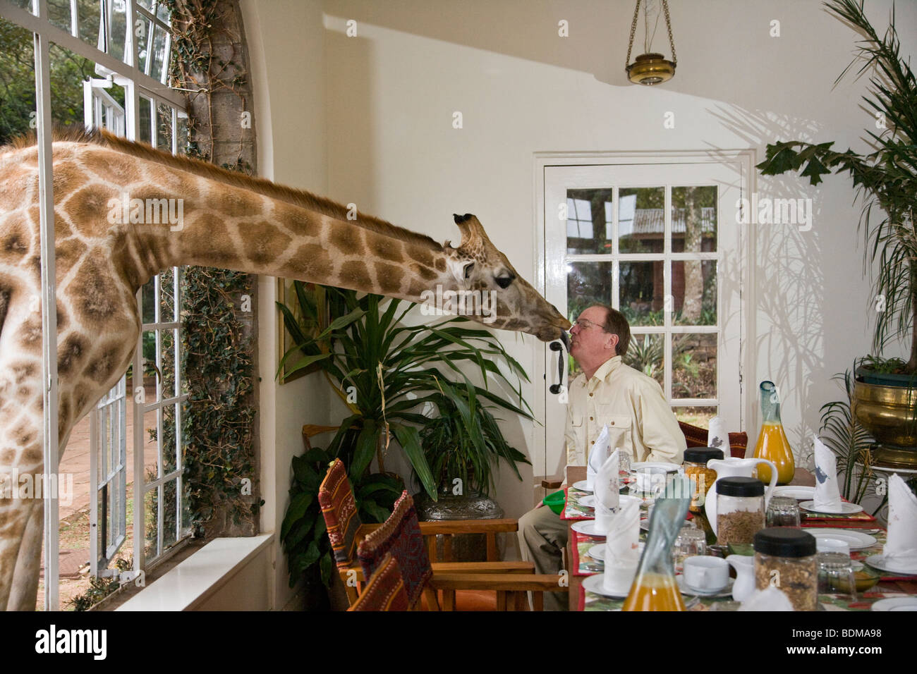 Giraffe Manor wildlife Urlaub liebevolle giraffe Aktien Frühstück durch das Fenster, küsst Mann beim Frühstück im Urlaub Nairobi Kenia Stockfoto