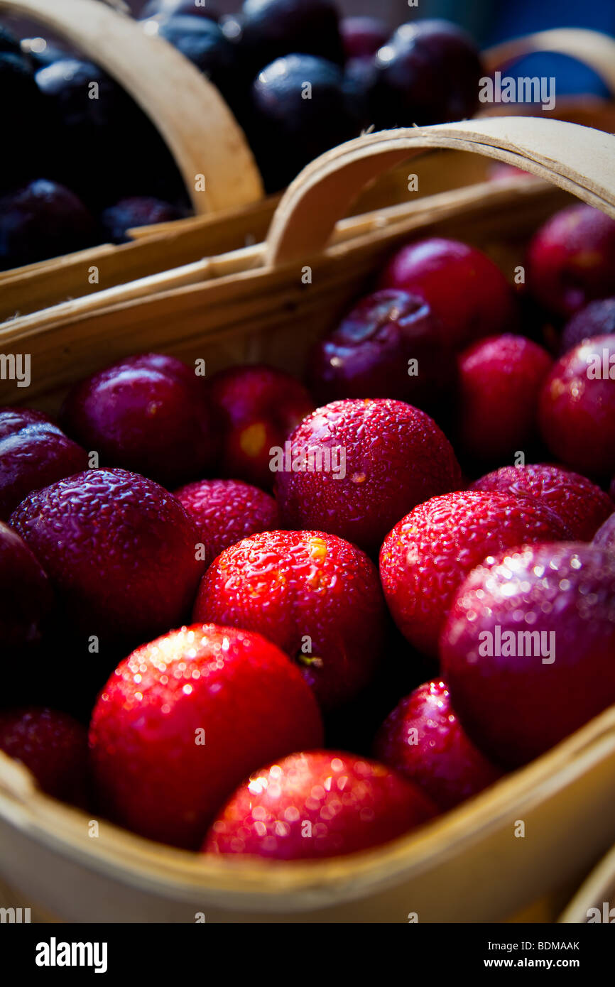 Frische Südcarolina Pflaumen auf eine organische lokaler produzieren Bauernmarkt in Marion Square in Charleston, South Carolina Stockfoto