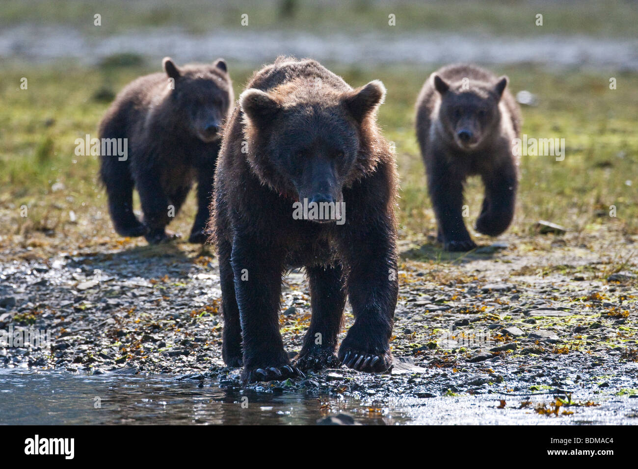 Grizzly Bär Mutter mit zwei jungen im Geographic Bay Katmai Nationalpark, Alaska Stockfoto
