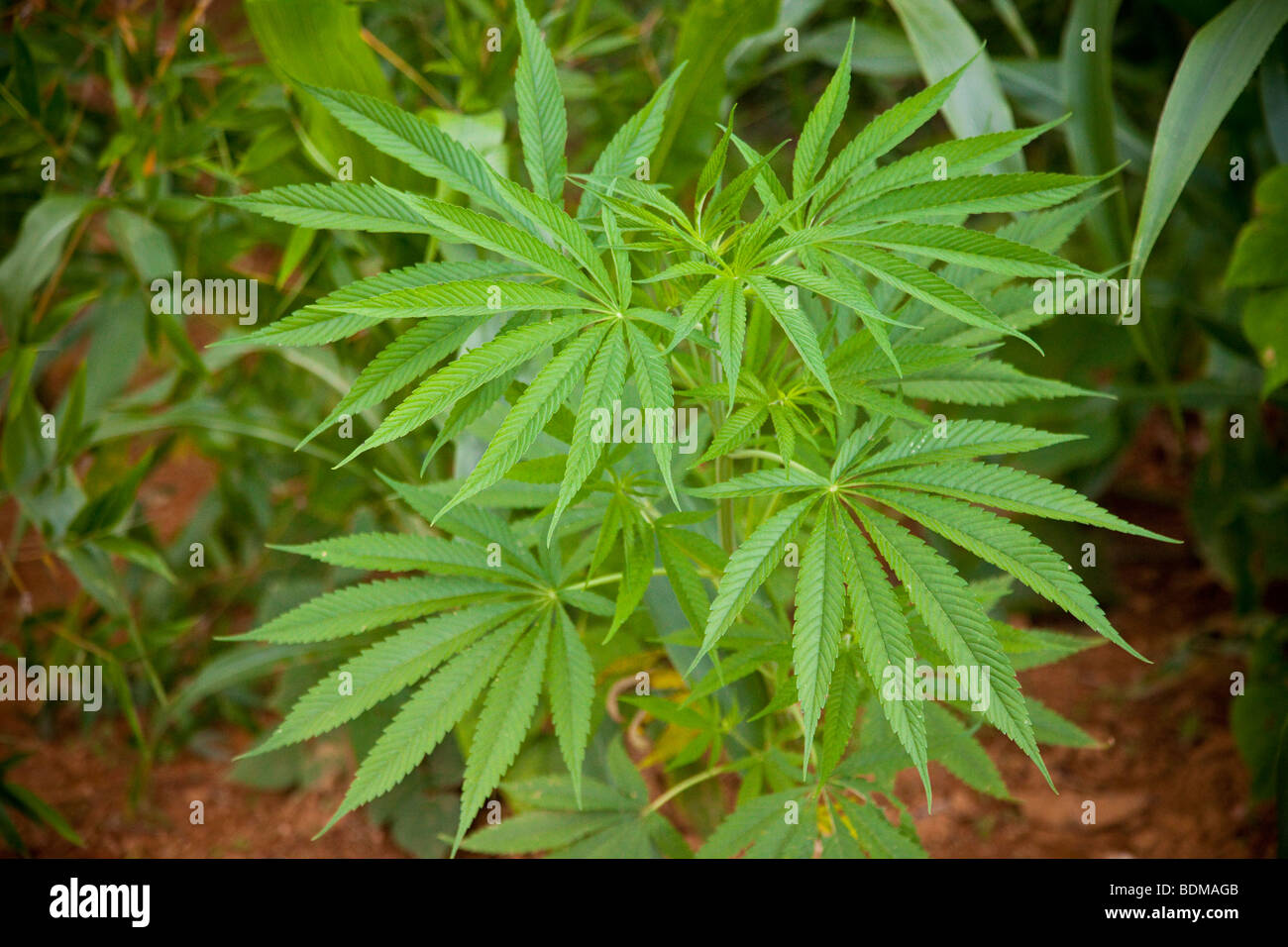 Ein Marihuana-Pflanze Stockfoto