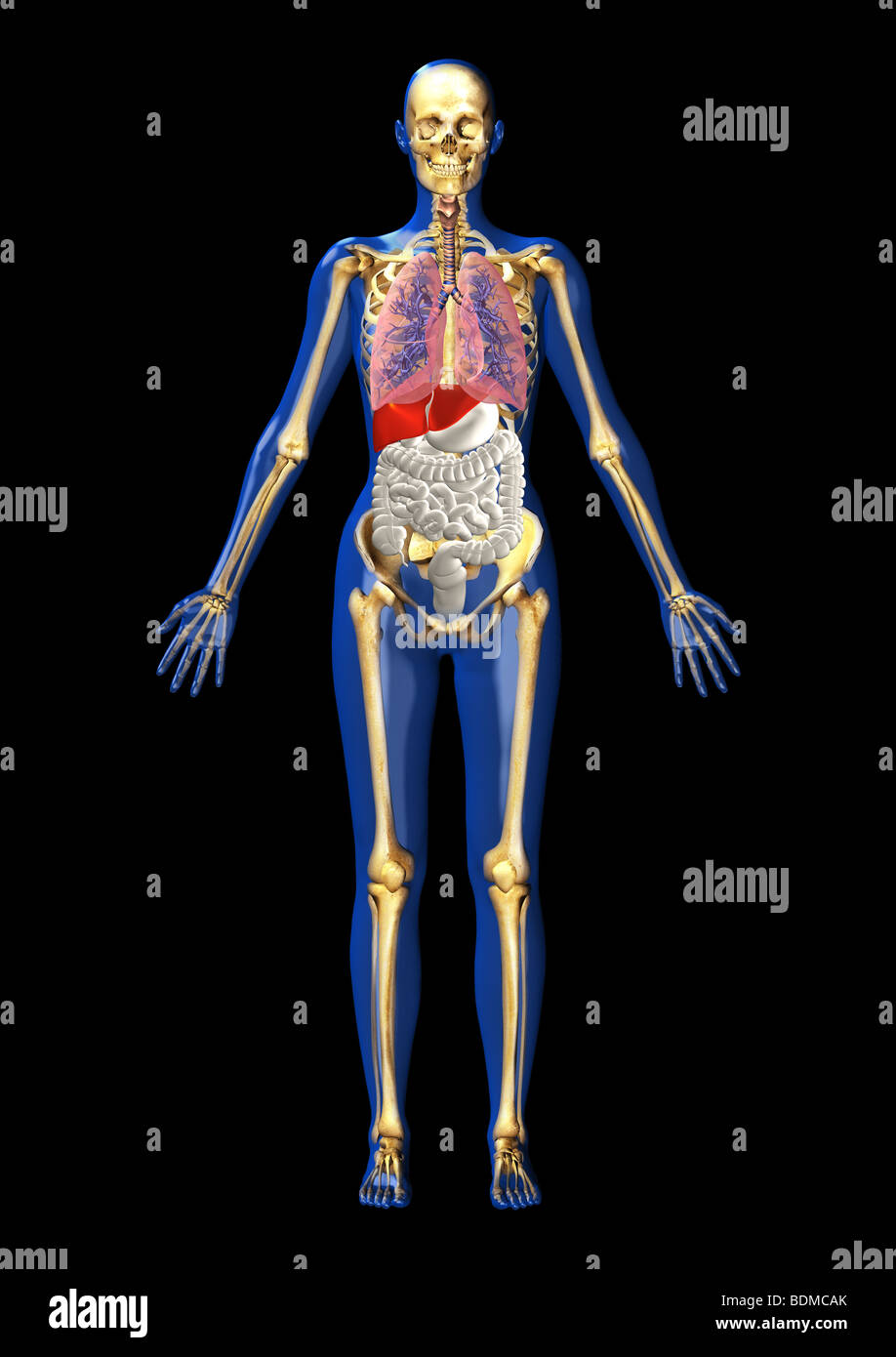 menschliche Anatomie Abbildung zeigt Stockfoto