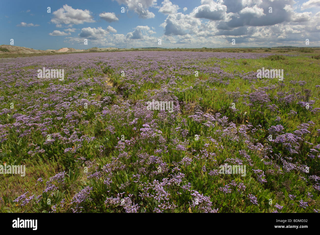 Strandflieder Limonium Vulgare Burnham Sümpfe Norfolk im Hochsommer Stockfoto