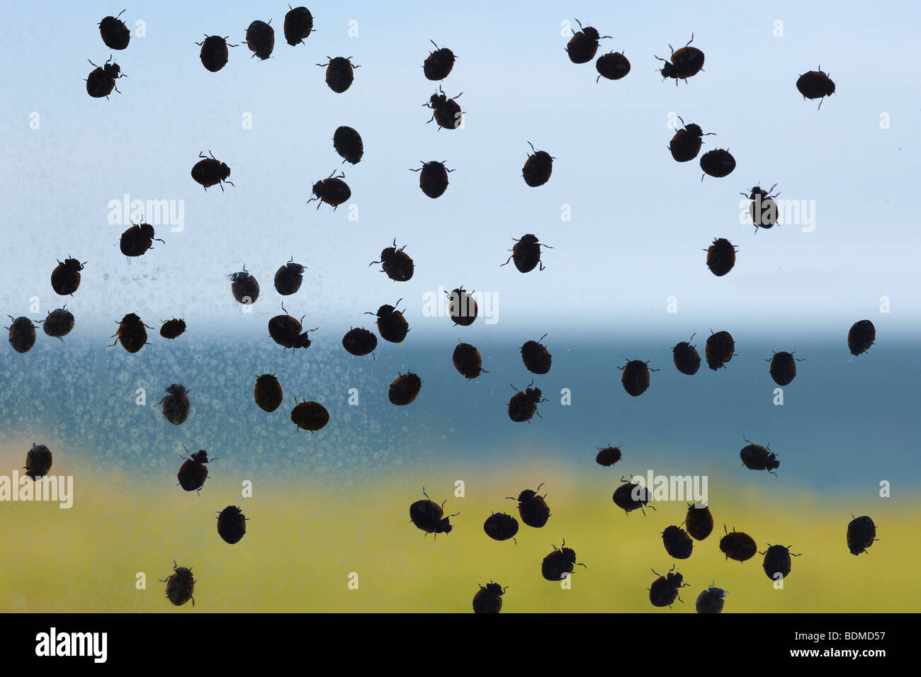 Eine große Spätsommer-Migration der 7-Punkt Marienkäfer Coccinella - Trommler auf Coastwatch Fenster Stockfoto