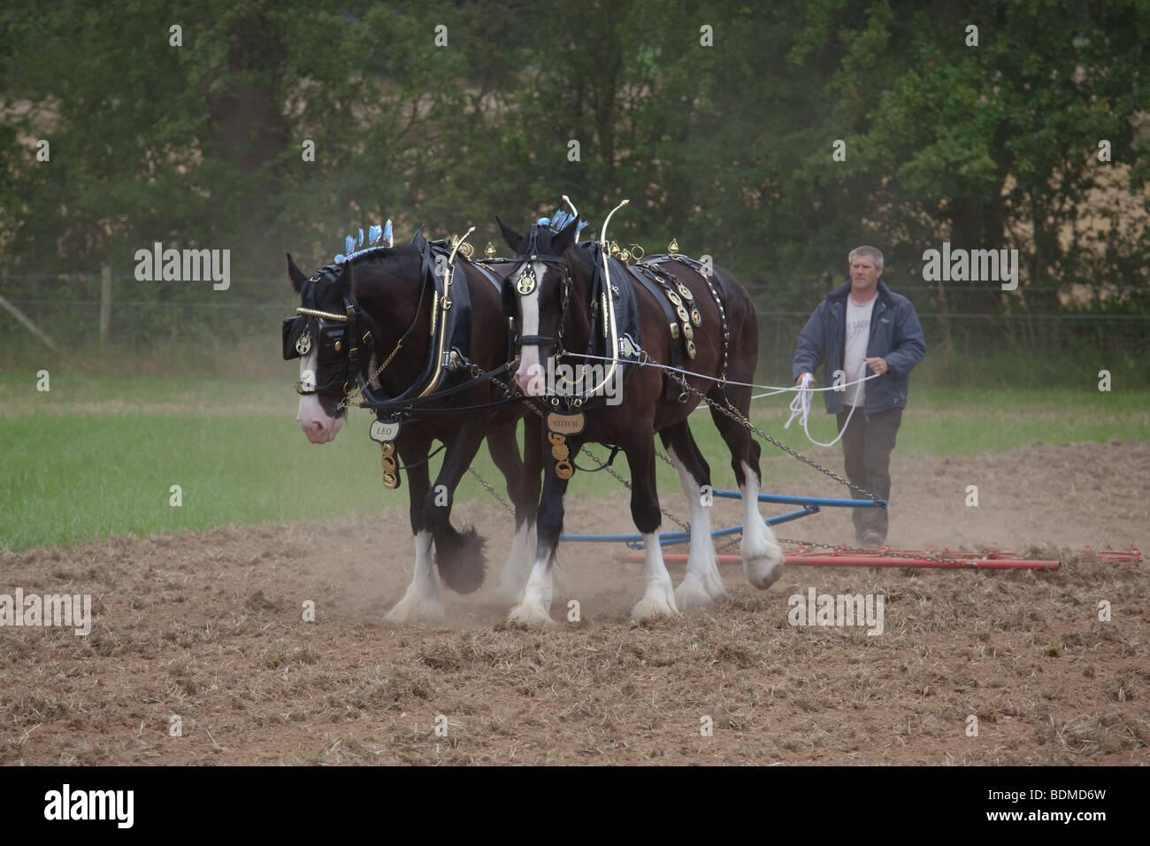 Harrow, gezogen durch ein paar von Shire Horses auf staubigen Feld Stockfoto