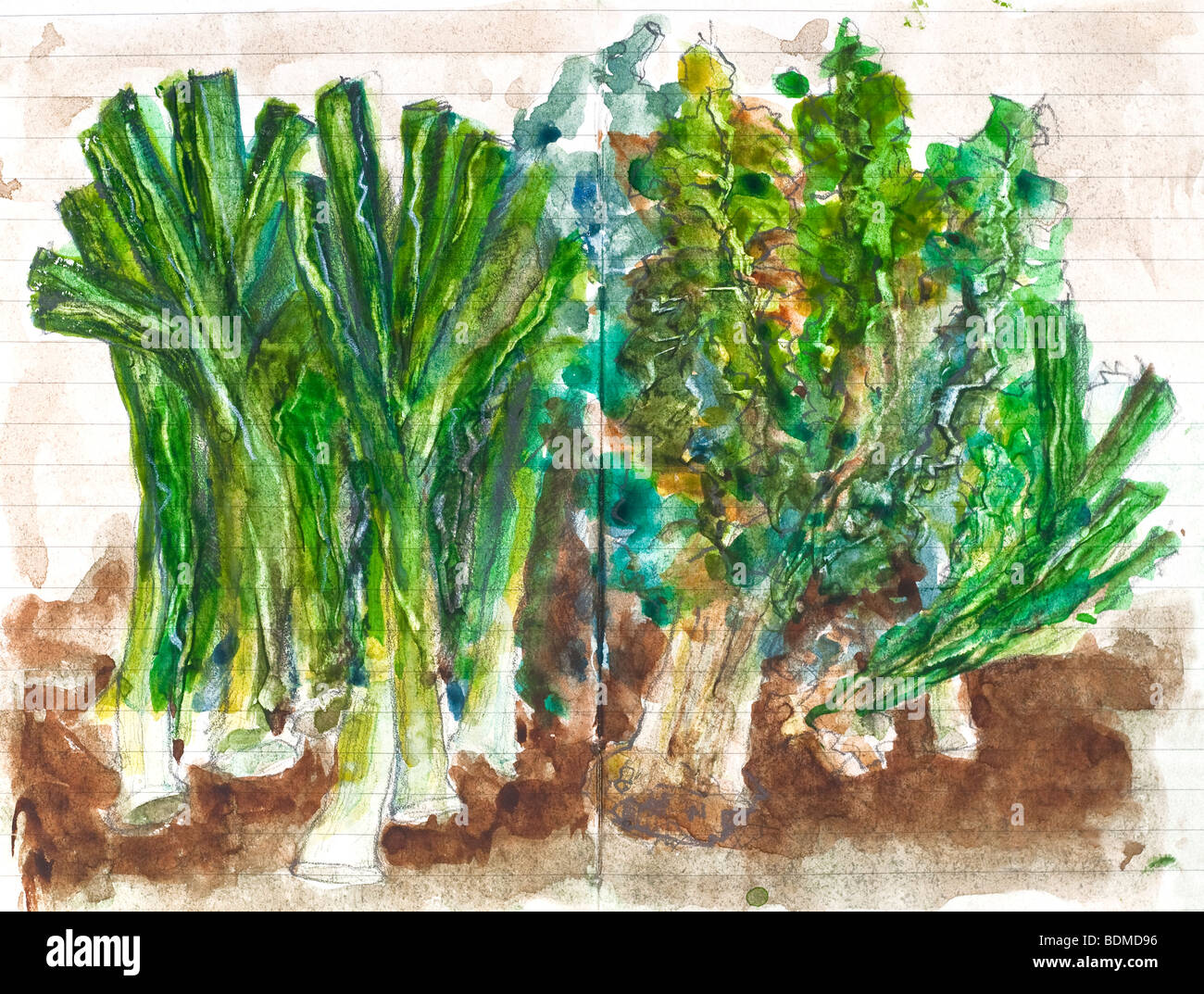 Aquarellmalerei im Skizzenbuch von Gemüse - Frankreich. Stockfoto