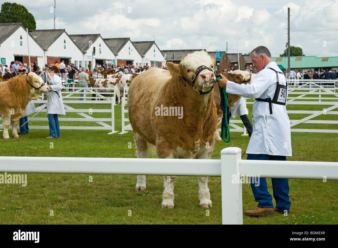 Landwirte, die Stiere in der Beurteilung der Ring an der Großen Yorkshire zeigen im Sommer Harrogate, North Yorkshire England UK Vereinigtes Königreich GB Grossbritannien Stockfoto
