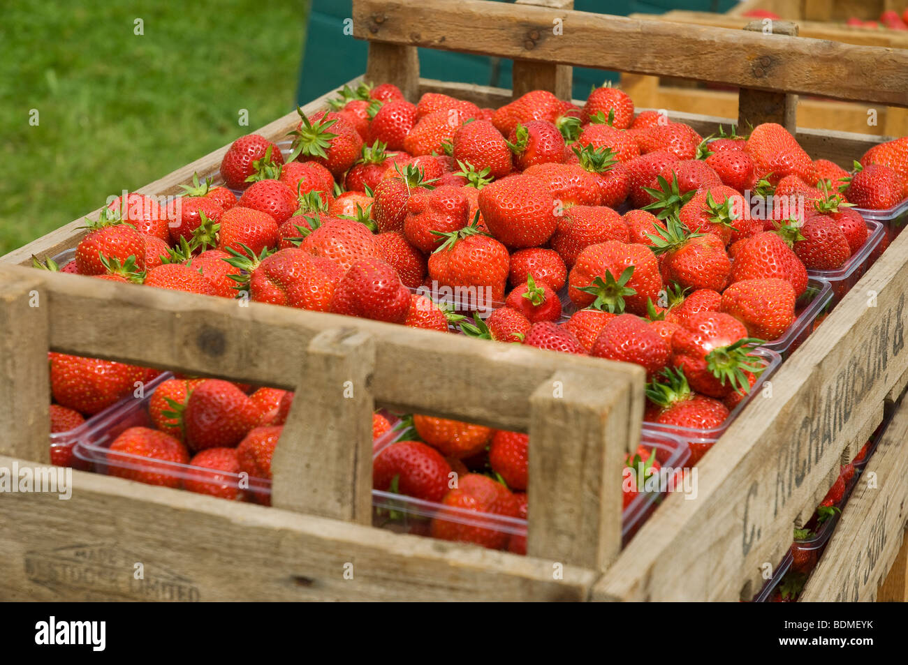 Poinet Punnets aus frischen Erdbeeren Obst zum Verkauf im Sommer North Yorkshire England UK Vereinigtes Königreich GB Großbritannien Stockfoto