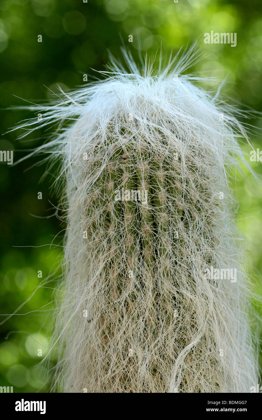 Alter Mann Kaktus (Cephalocereus Senilis) Stockfoto