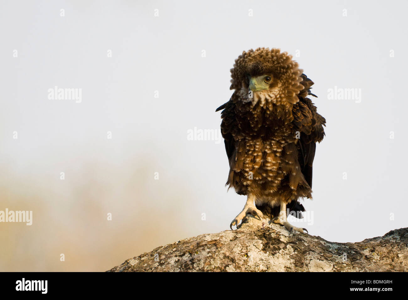 Young Bateleur (Terathopius Ecaudatus), South Luangwa Nationalpark, Sambia, Afrika Stockfoto