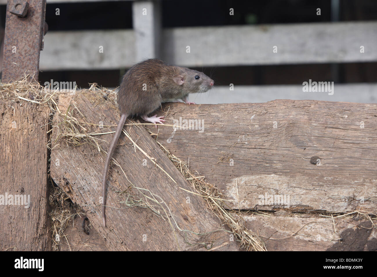 Braune Ratte, Rattus Norvegicus, in Gefangenschaft, August 2009 Stockfoto
