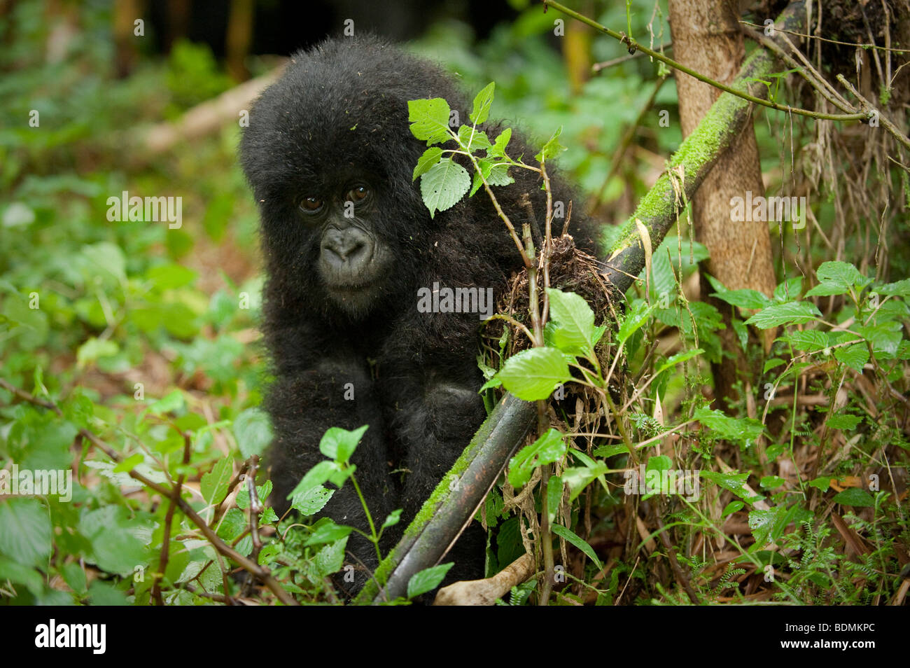 Berggorillas, Gorilla Gorilla Berengi, Volcanoes-Nationalpark, Ruanda Stockfoto