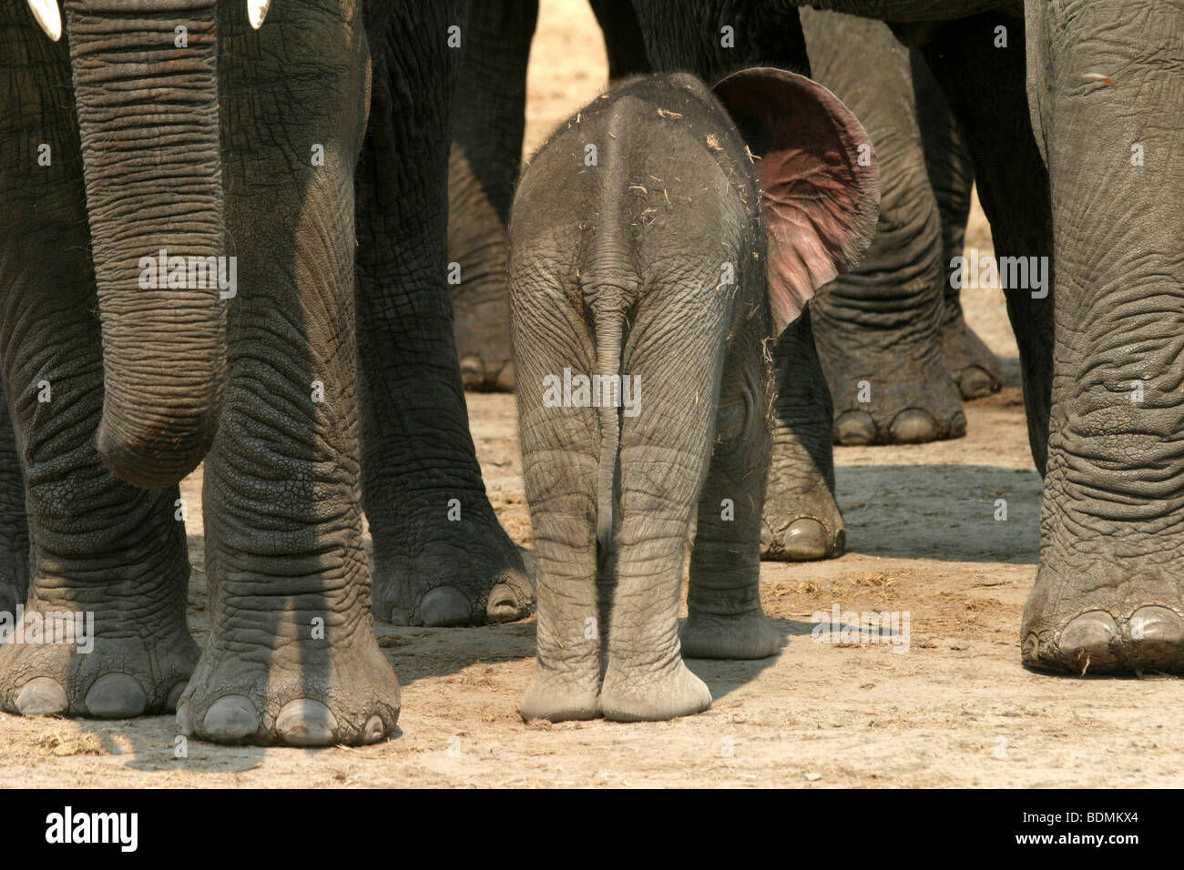 Afrikanischer Elefant Kalb mit Ohren flattern. Umgeben von der schützenden Herde. Hwange Nationalpark, Simbabwe. Stockfoto