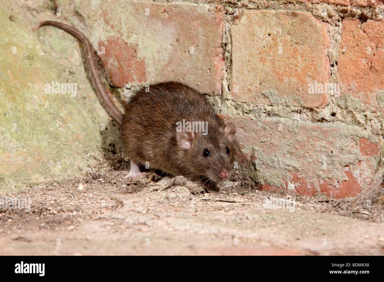 Braune Ratte, Rattus Norvegicus, in Gefangenschaft, August 2009 Stockfoto