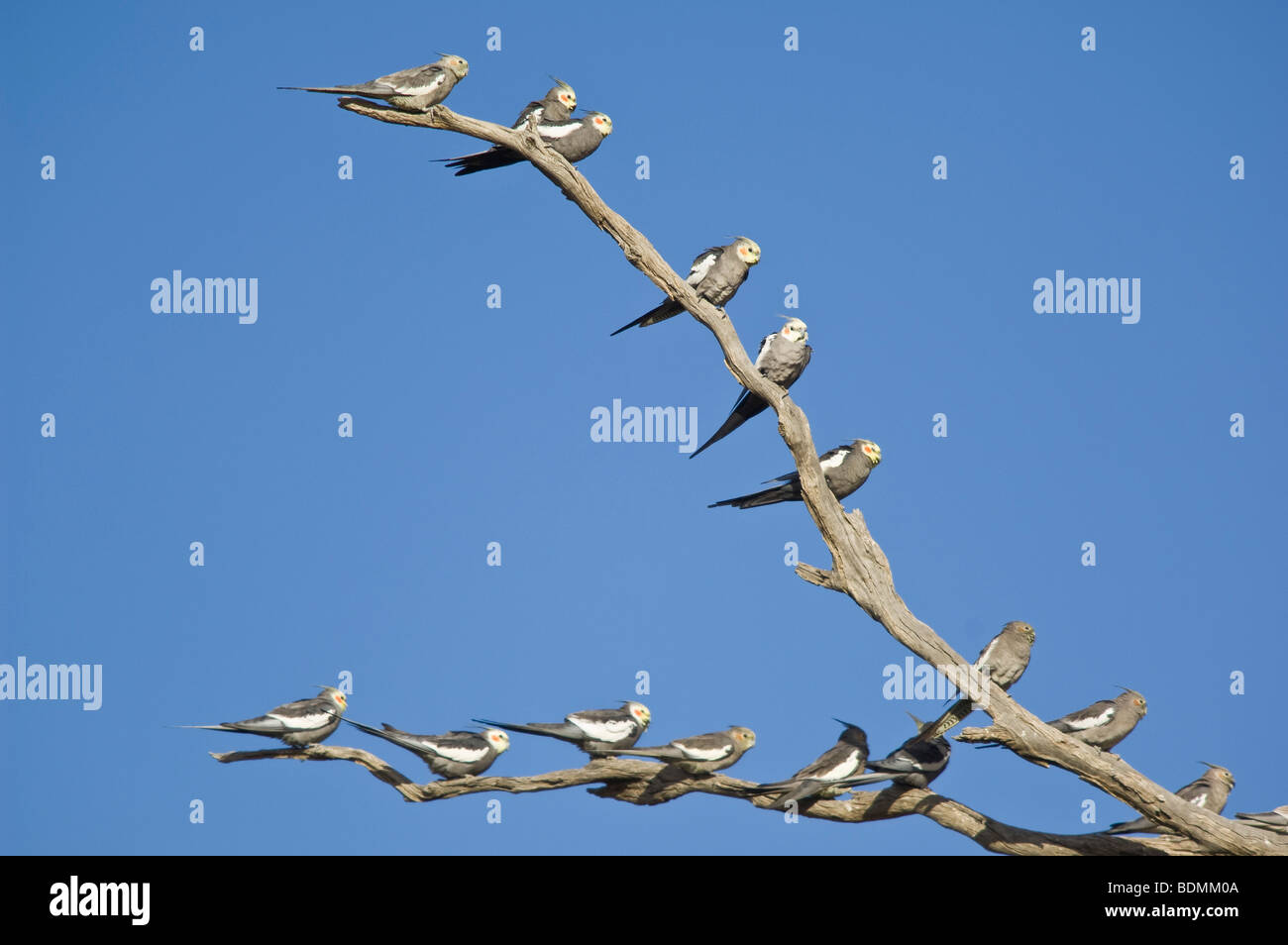 Nymphensittiche, Nymphicus Hollandicus, New-South.Wales, Australien Stockfoto