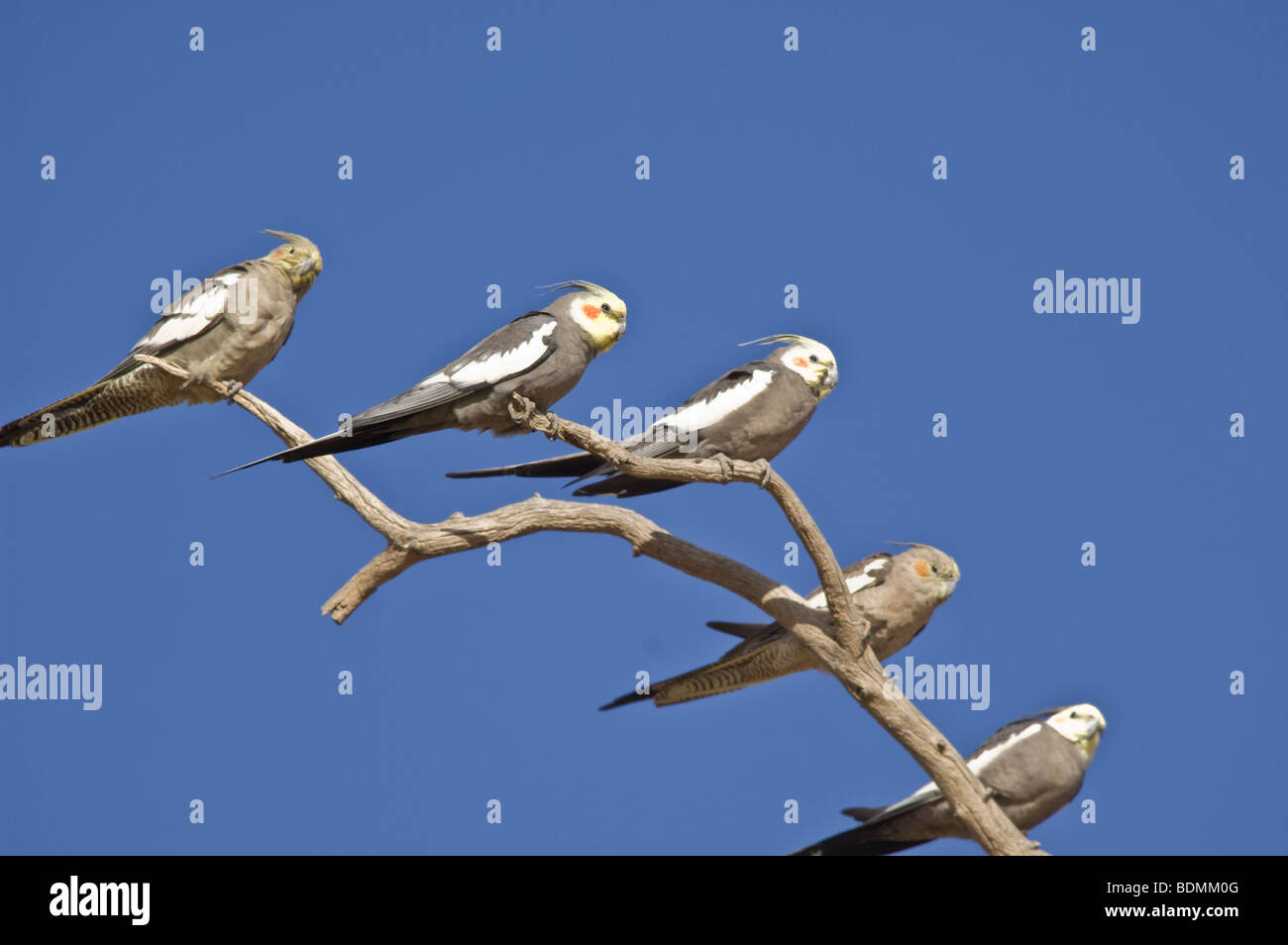 Nymphensittiche, Nymphicus Hollandicus, New-South.Wales, Australien Stockfoto