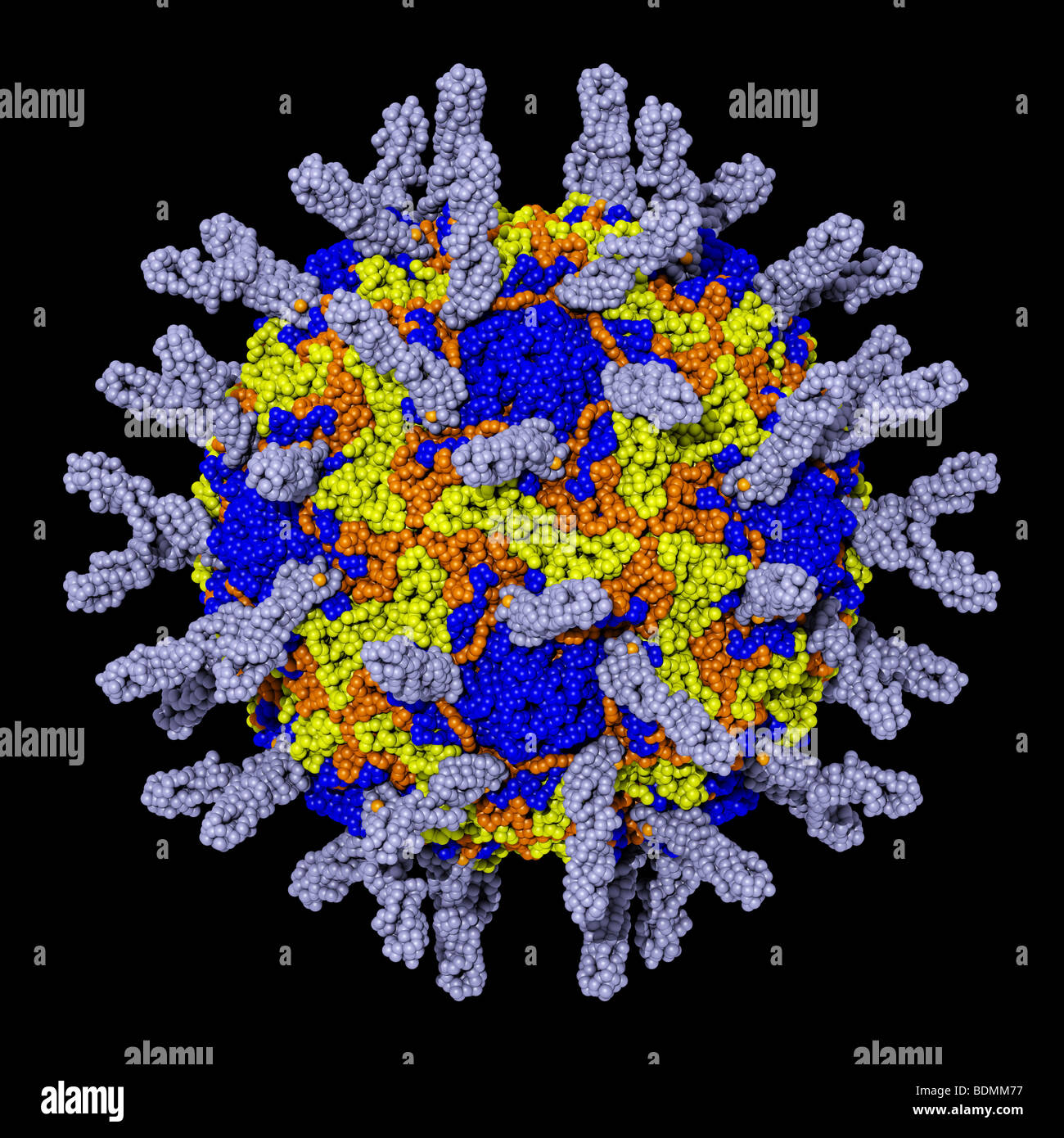 menschlichen Rhinovirus 16 (HRV16) Stockfoto
