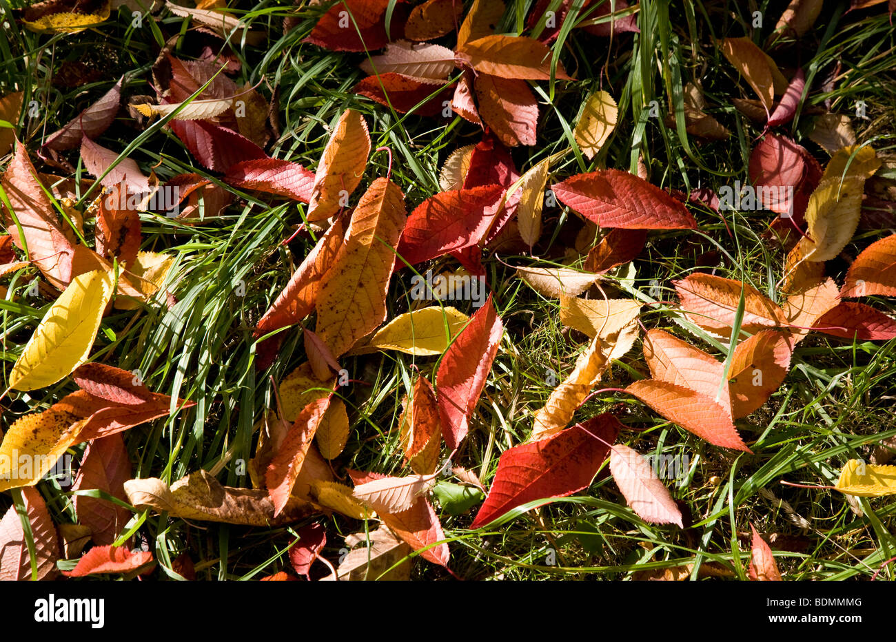Eckartsberga, Alte Kirschplantage, Herbstliches Laub am Boden Stockfoto