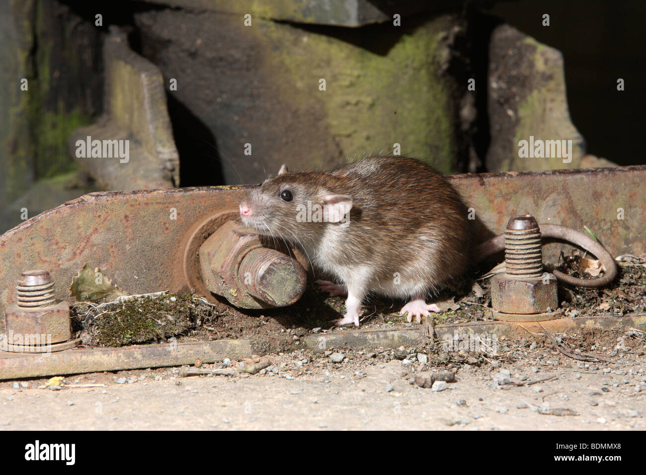 Braune Ratte, Rattus Norvegicus, in Gefangenschaft, August 2009 Stockfoto