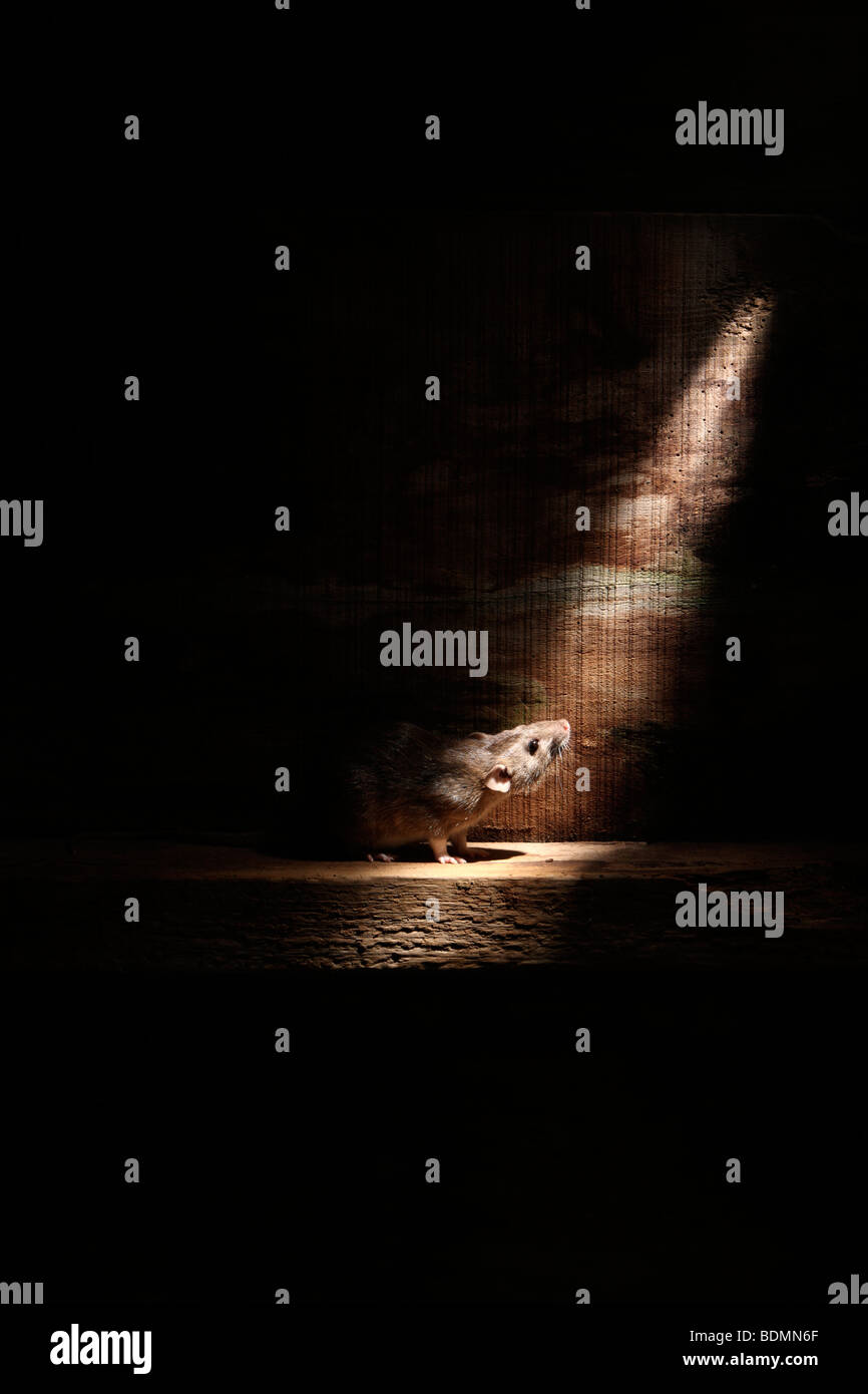 Braune Ratte, Rattus Norvegicus, in Gefangenschaft, August 2009 Stockfoto