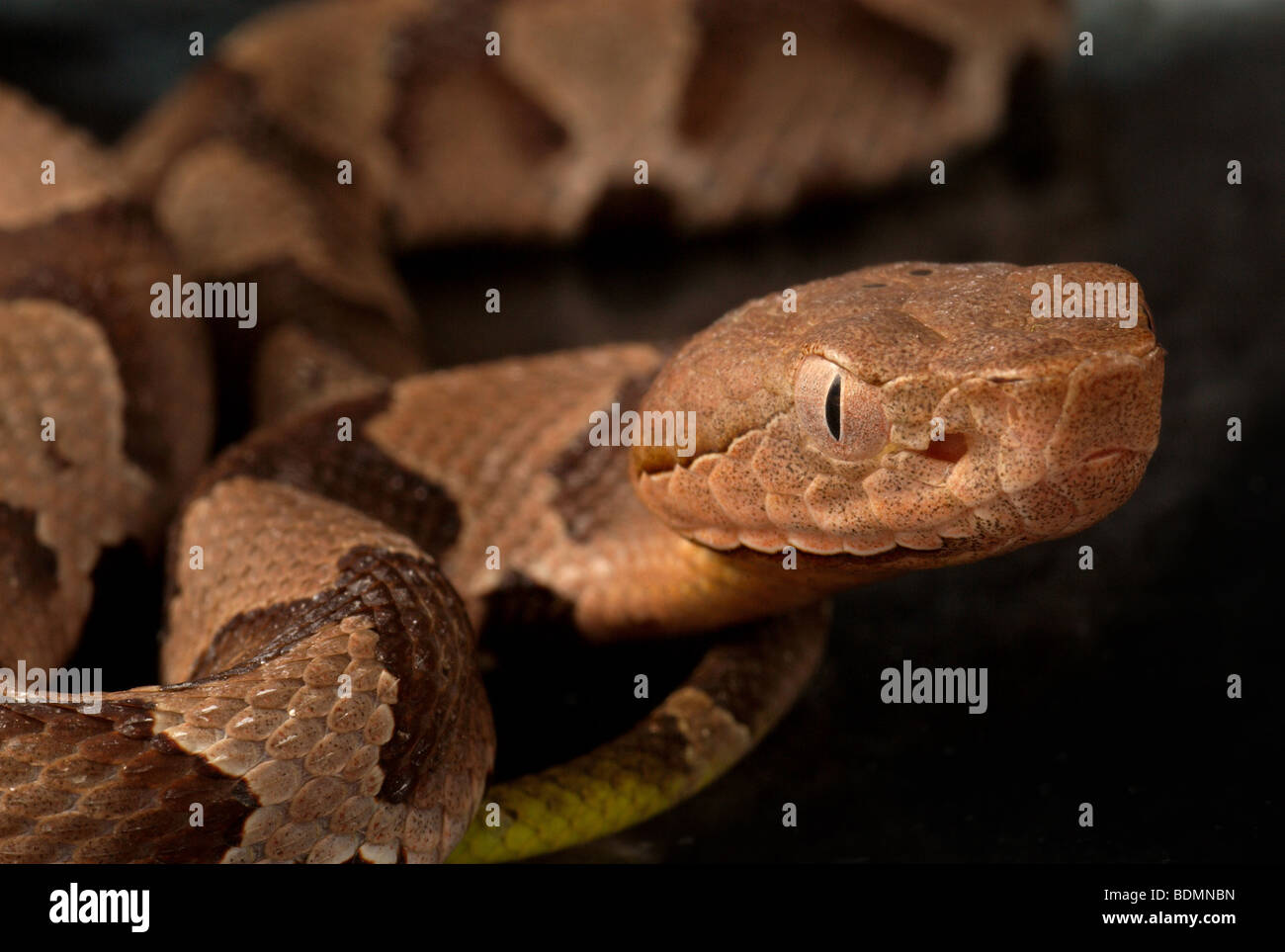 Juvenile giftige südlichen Copperhead Schlange, Agkistrodon contortrix Stockfoto