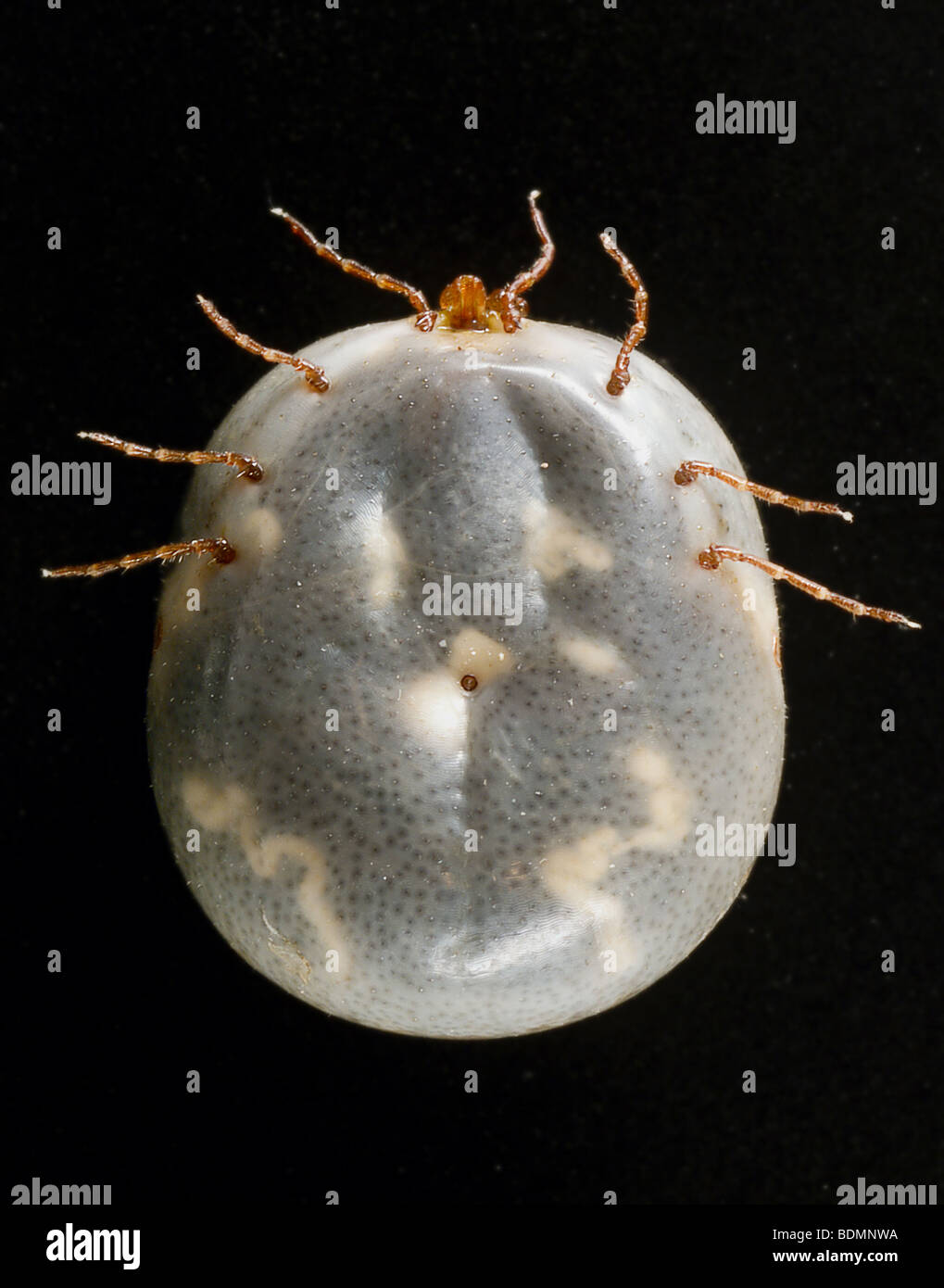 Engorged weibliche "lone star Tick" Amblyomma Americanum, ventrale Ansicht Stockfoto