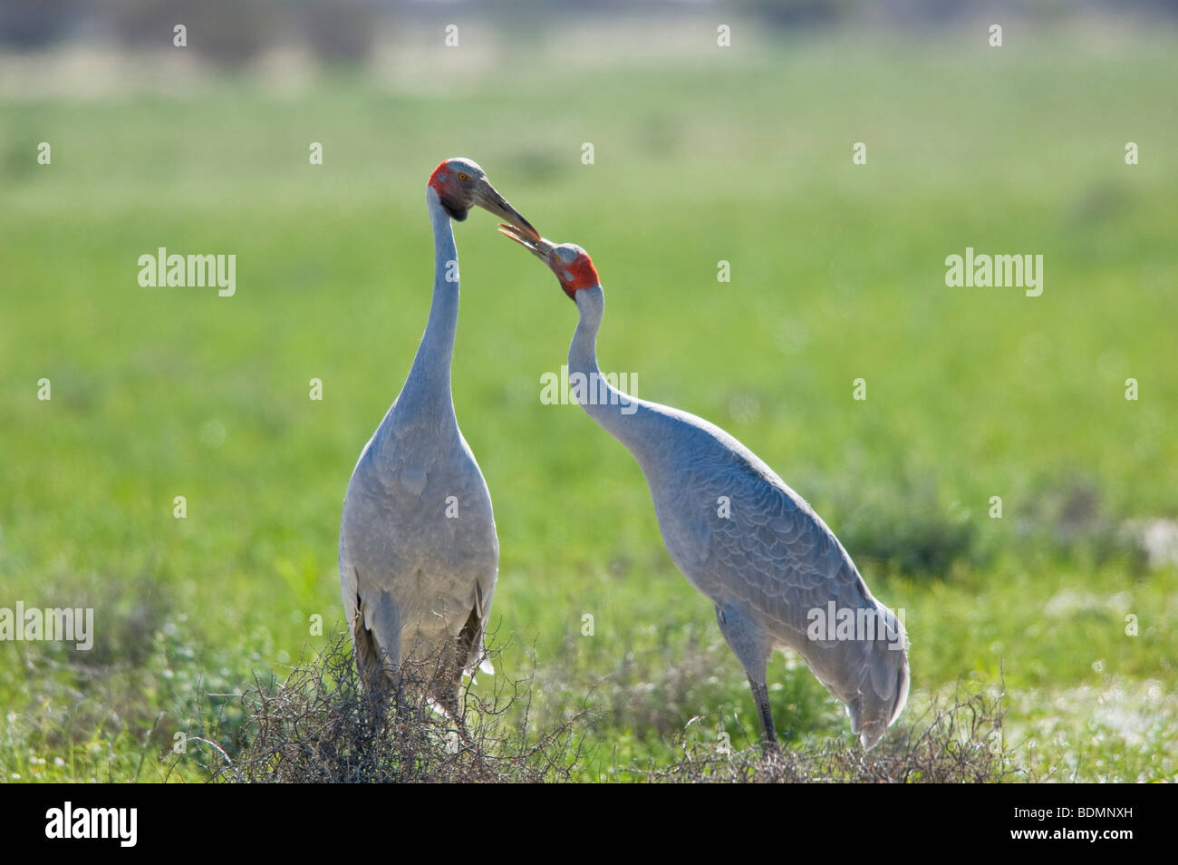 Brolgas (Grus Rubicunda), Queensland, Australien Stockfoto