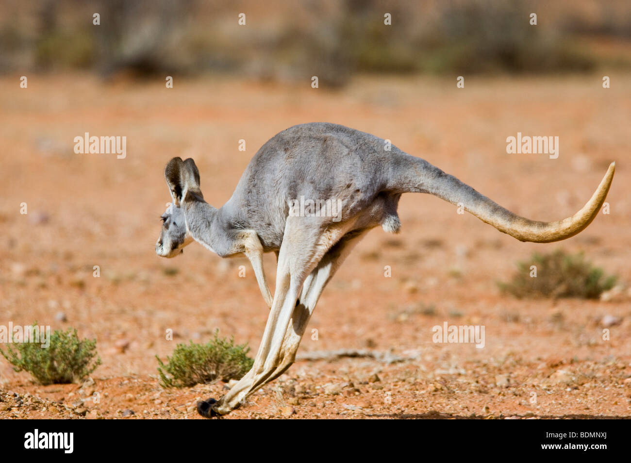 Grey Känguru hüpfen, Südwesten von Queensland, Australien Stockfoto
