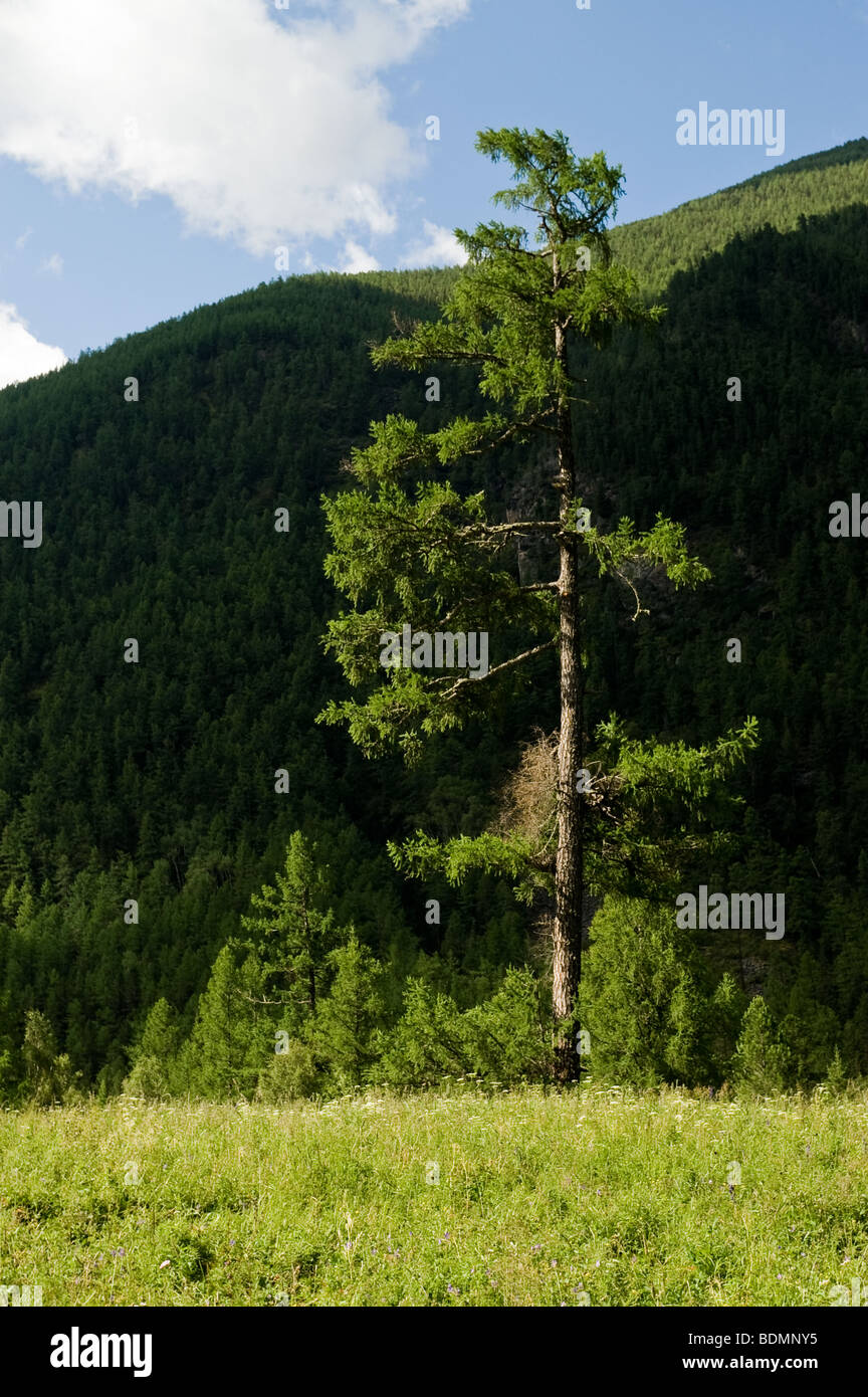 Sibirische Zirbelkiefer Stockfotos und -bilder Kaufen - Alamy