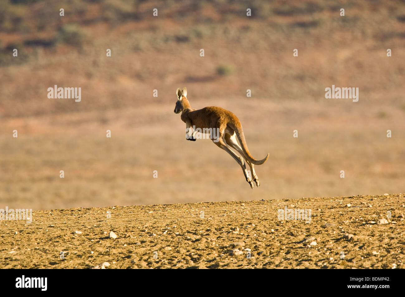 Red Känguru hüpfen, Sturt National Park, New-South.Wales, Australien Stockfoto