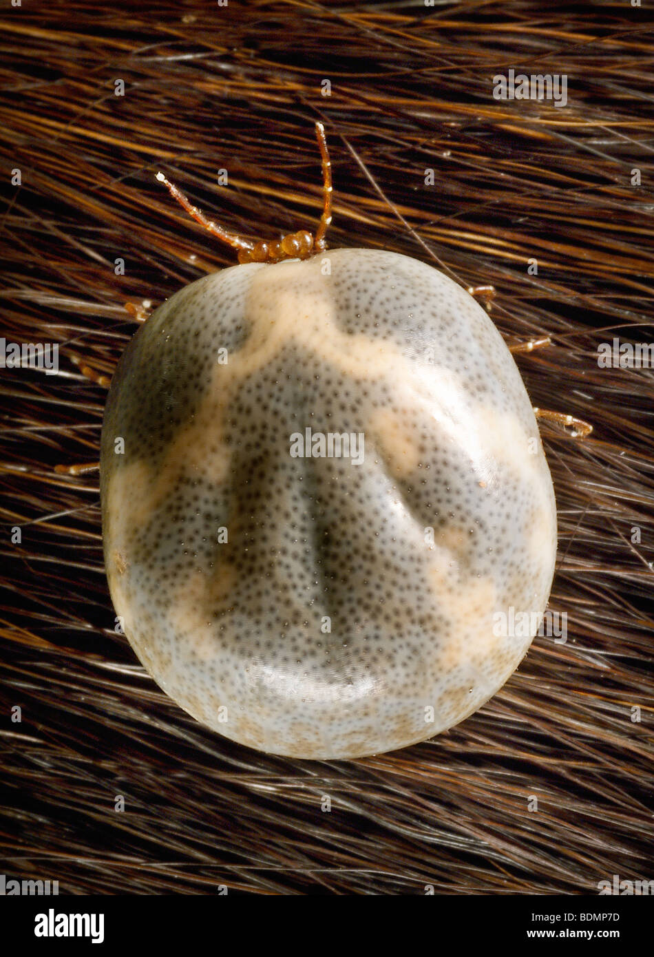 Engorged weibliche "lone star Tick" Amblyomma americanum Stockfoto