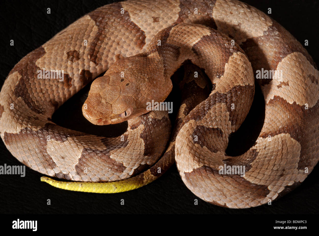 Juvenile giftige südlichen Copperhead Schlange, Agkistrodon contortrix Stockfoto