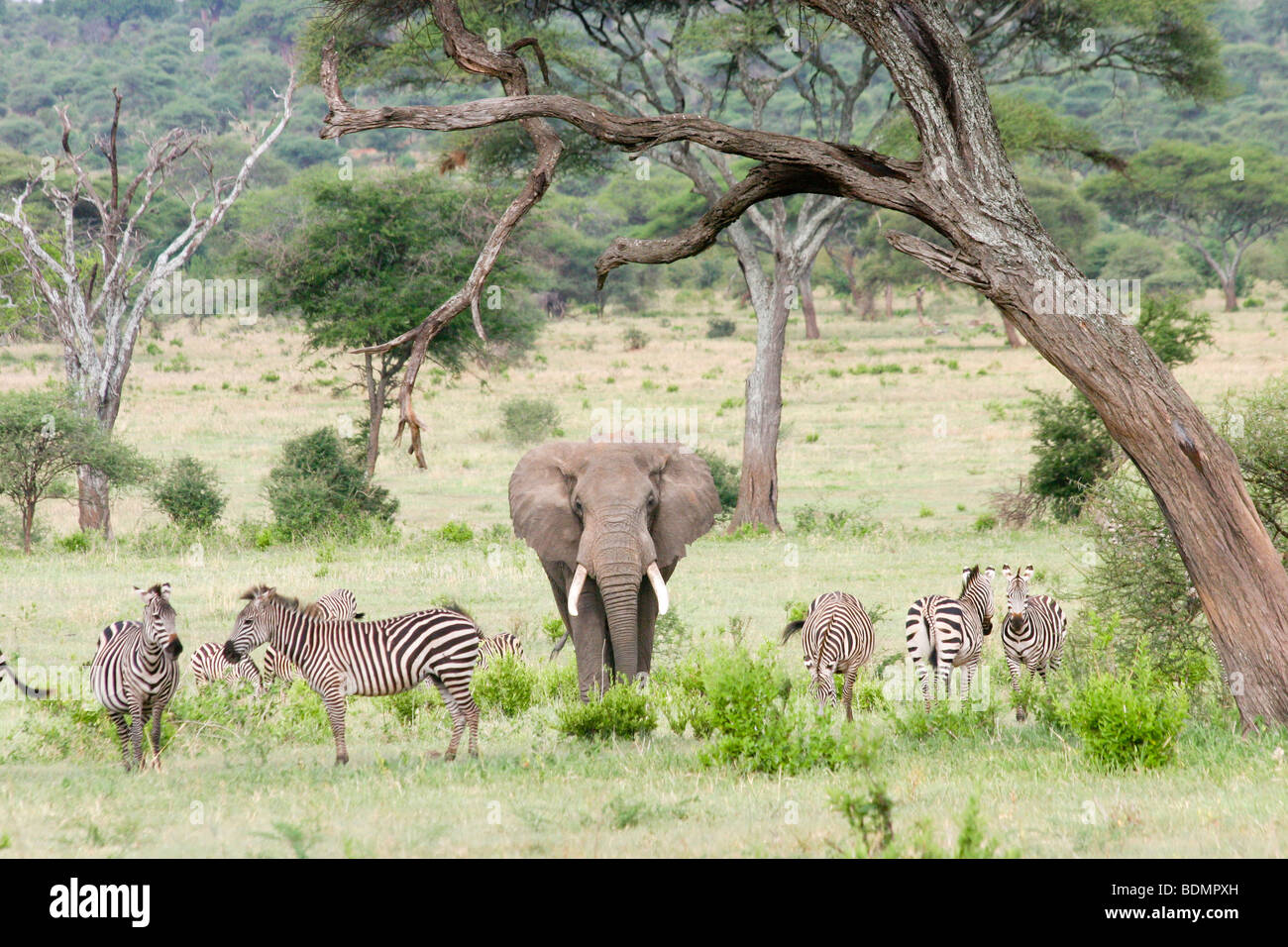 Afrika, Tansania, Serengeti Nationalpark A Herde Zebras und ein afrikanischer Bush Elefant (Loxodonta Africana) Stockfoto