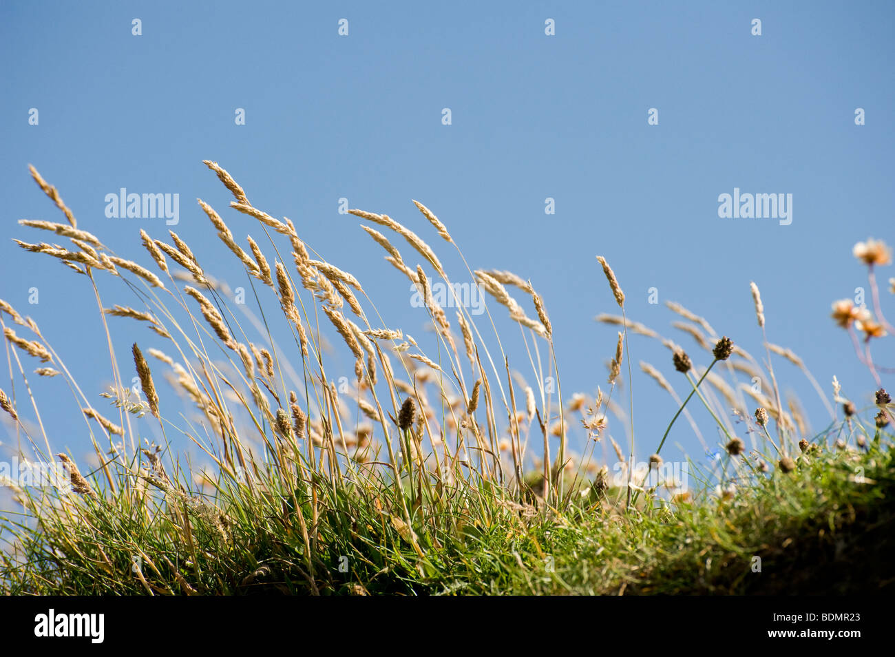 Nahaufnahme von Pflanzen wachsen am Rand eines Feldes in Wales Stockfoto