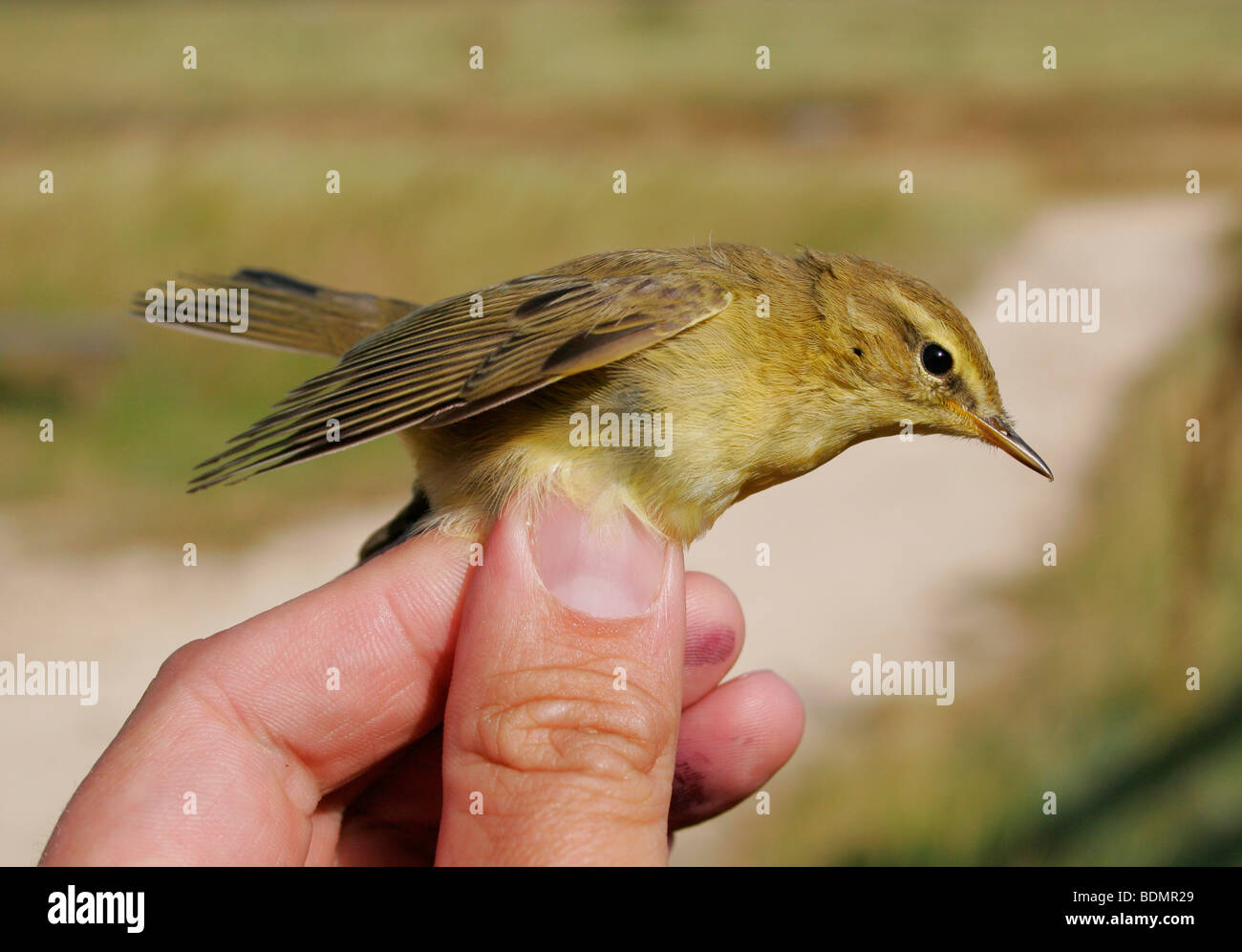 Eine juvenile Fitis Phylloscopus Trochilus, wird umringt von einem professionellen Ornithologen Stockfoto