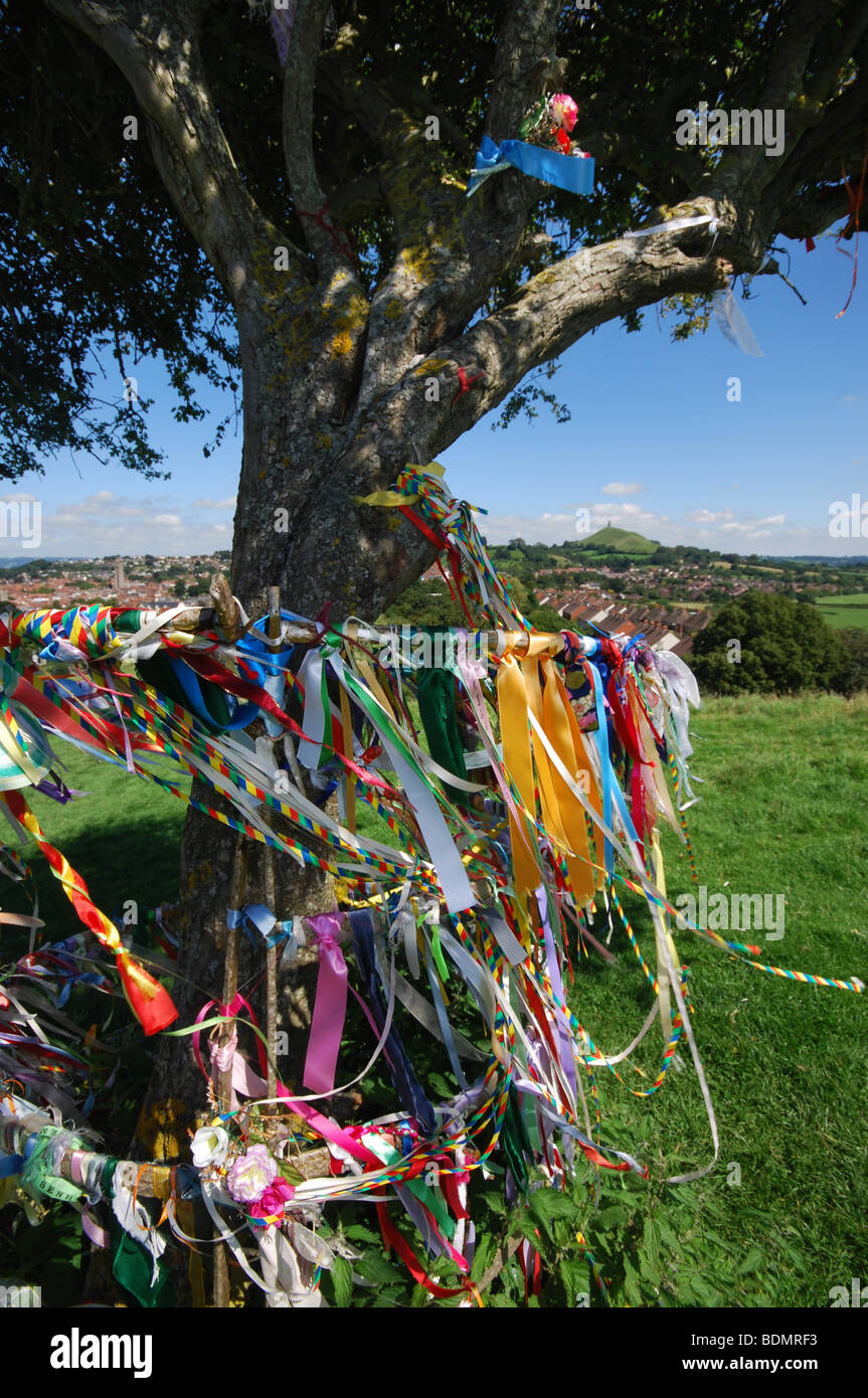 Heiligen Dornenbaum auf Wearyall Hill mit Glastonbury Tor in der Ferne. Somerset. England-Großbritannien Stockfoto