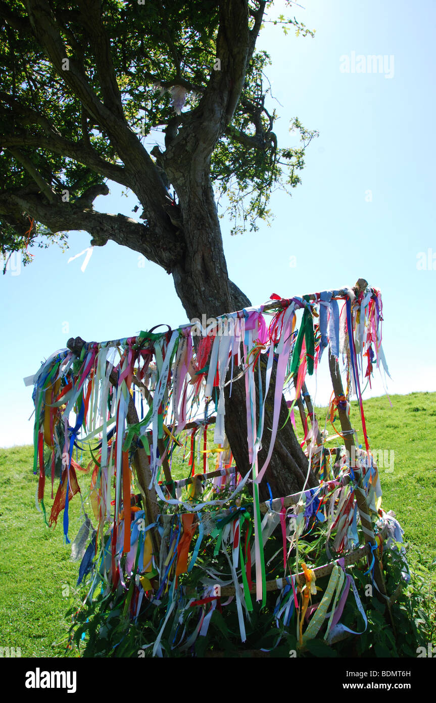 Heiligen Dornenbaum auf Wearyall Hill, Somerset. England-Großbritannien Stockfoto