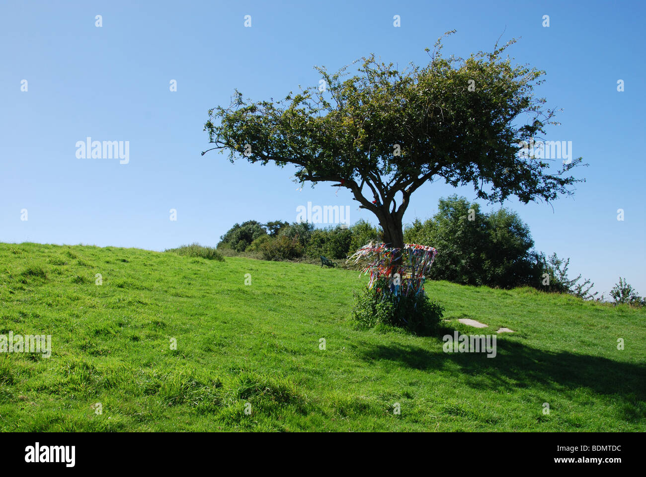 Heiligen Dornenbaum auf Wearyall Hill, Somerset. England-Großbritannien Stockfoto