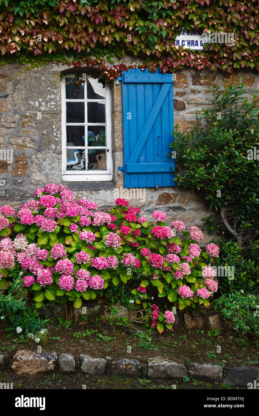 Hortensien wachsen neben einer Hütte in das Dorf von Saint-Michel-En-Grève, Côte d ' Armor, Bretagne, Frankreich Stockfoto