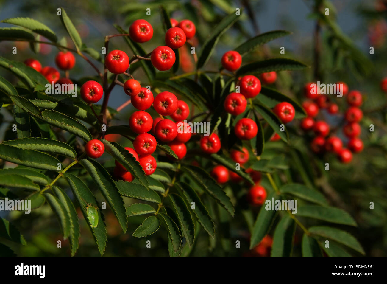 Vogelbeeren Baum Stockfoto